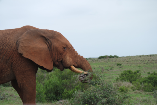 Addo Elephant National Park