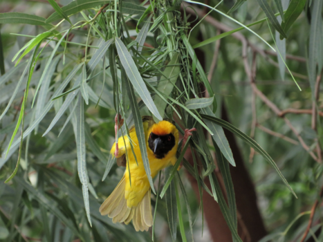 Pilanesberg National Park - Hard working bird
