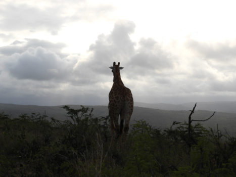 Rondreis van Johannesburg naar Kaapstad - De avond valt... Hluhluwe reserve.....