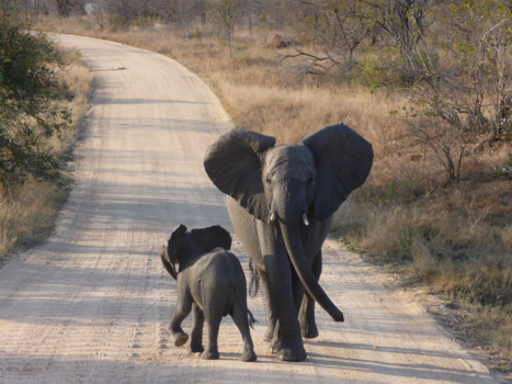 Rondreis Zuid-Afrika in drie weken - trotse, beschermende moeder olifant met jong