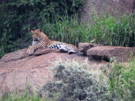 Pilanesberg National Park - Leopard on the rocks