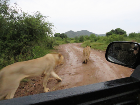 Pilanesberg National Park - Group of lions