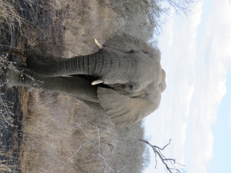 Rondreis van Johannesburg naar Kaapstad - Afrika in mij - Kruger Nationale Park