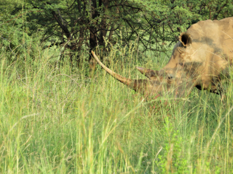 Pilanesberg National Park - Rhino