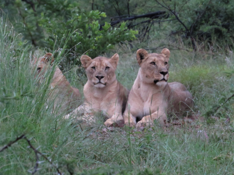 Pilanesberg National Park - Lion sisters