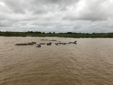 Rondreis van Johannesburg naar Kaapstad - Nijlpaarden