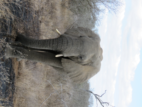 Rondreis van Johannesburg naar Kaapstad - Afrika in mij - Kruger National Park