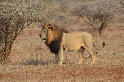 Krugerpark - Op de uitkijk!
