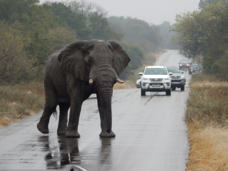 Rondreis van Johannesburg naar Kaapstad - Roadblocks in Africa
