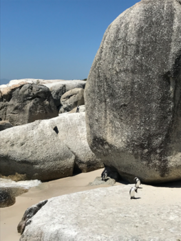 Boulders Beach - Little but strong