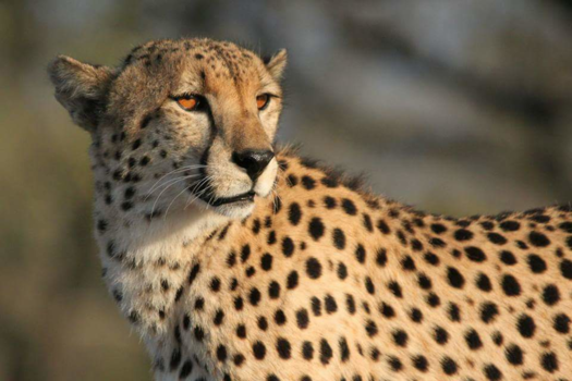 Krugerpark - Goodmorning...