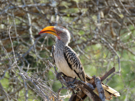 Rondreis van Johannesburg naar Kaapstad - Zazu - Kruger Nationale Park