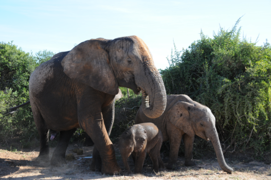 Addo Elephant National Park - Familie uitje