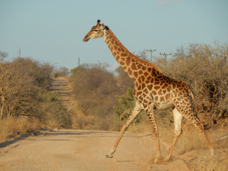 Rondreis van Johannesburg naar Kaapstad - Oversteken als het veilig is