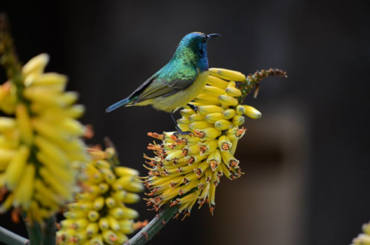 Rondreis van Johannesburg naar Kaapstad - kleine knapperd
