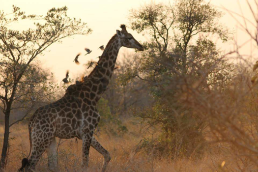 Hoedspruit - Giraffe sunset