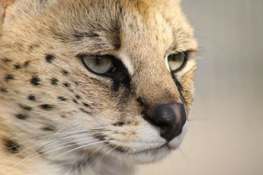 Hoedspruit - Serval
