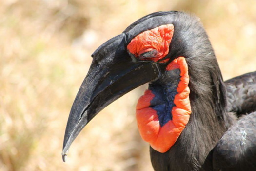 Hoedspruit - Hoornraaf