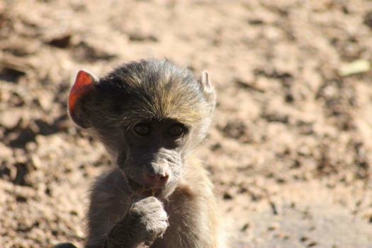 Hoedspruit - Baby baboon