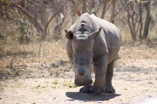 Hoedspruit - Hartendief