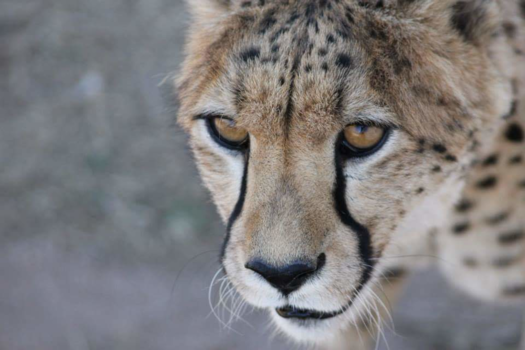 Hoedspruit - The hunt