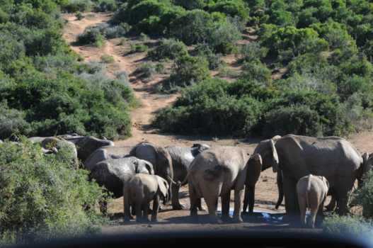 Addo Elephant National Park