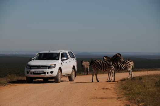 Addo Elephant National Park