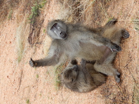 Rondreis van Johannesburg naar Kaapstad - Gevlooid worden tijdens het liften