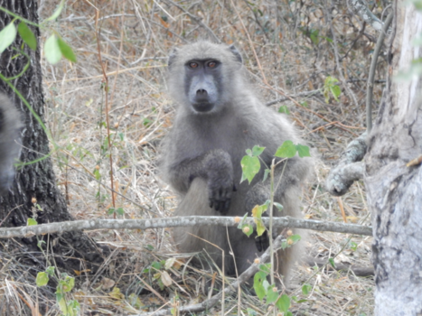 Rondreis van Johannesburg naar Kaapstad - (Aang)apen
