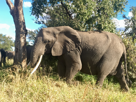 Rondreis van Johannesburg naar Kaapstad - Kruger park olifant