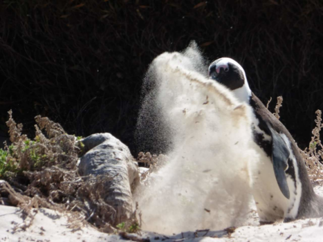 Boulders Beach - Zandhappen.