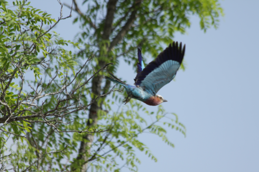 Rondreis Zuid-Afrika in twee weken - Birds’