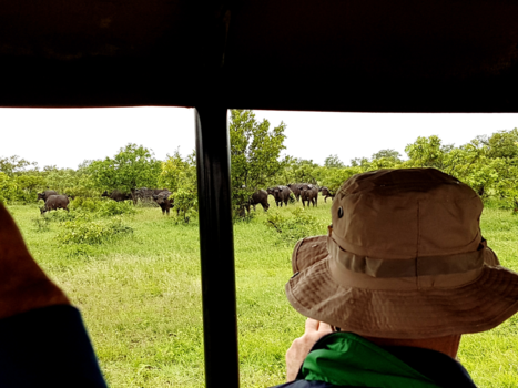 Rondreis van Johannesburg naar Kaapstad - Afrika-Krügerpark- big five spotten-de buffel