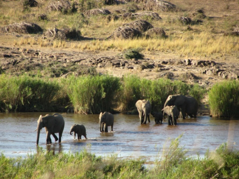Krugerpark - Krugerpark Zuid Afrika