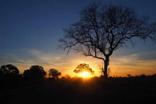 Krugerpark - Schemering tussen de big 5