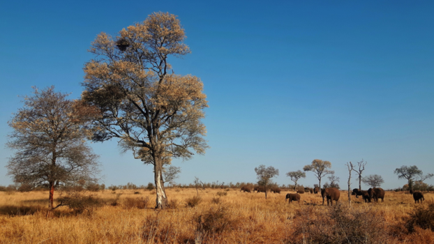Krugerpark - Olifanten in Kruger