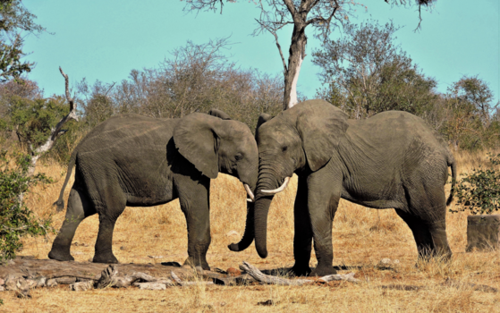 Krugerpark - Spelende olifanten