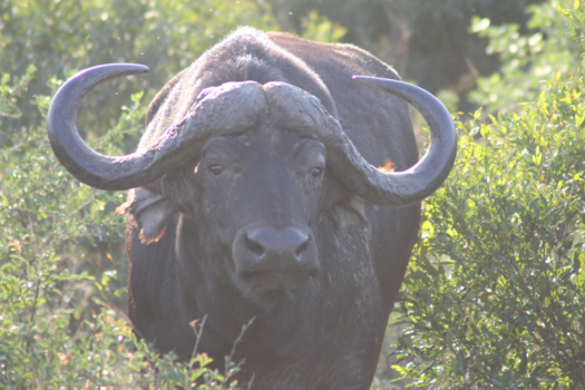 Rondreis van Johannesburg naar Kaapstad - Boe! :)