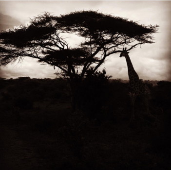 Rondreis Zuid-Afrika in drie weken - Safari