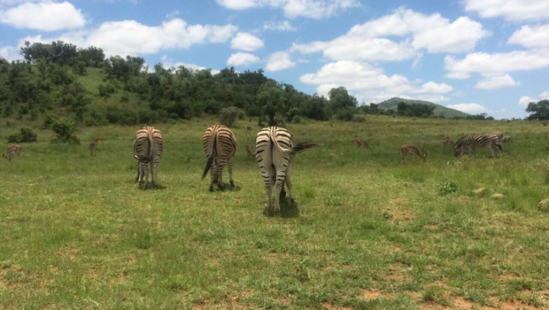 Pilanesberg National Park - No pictures please