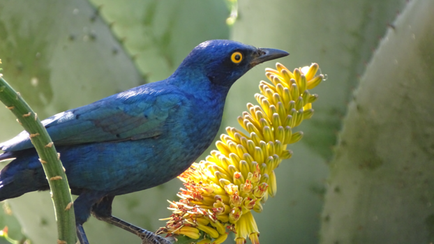 Rondreis van Johannesburg naar Kaapstad - For your eyes only