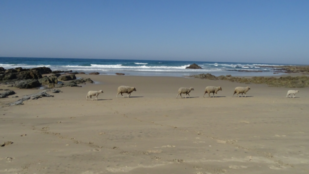 Rondreis van Johannesburg naar Kaapstad - Peaceful Coffee Bay