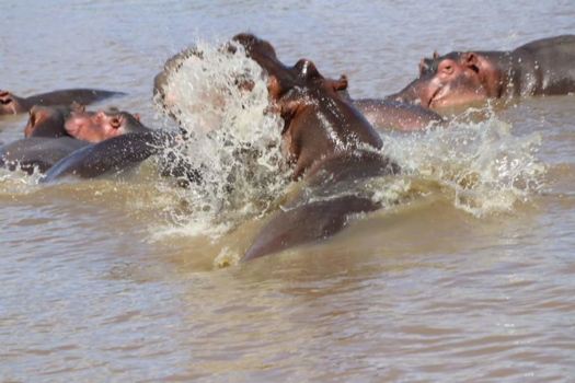 Rondreis van Johannesburg naar Kaapstad - Wie is de sterkste