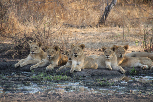 Krugerpark - Leeuwenwelpjes afgeleid door een giraf