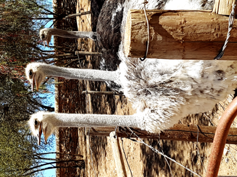 Rondreis van Johannesburg naar Kaapstad - Afrika-Struisvogelfarm-Oudshoorn