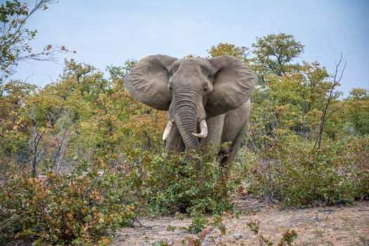 Rondreis van Johannesburg naar Kaapstad - Boze olifant