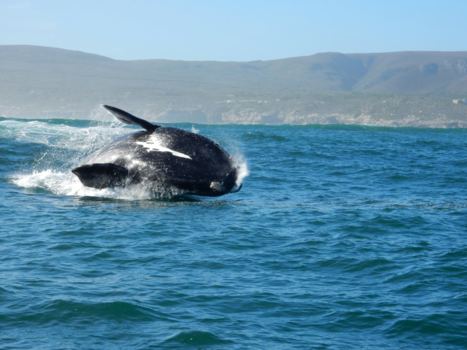 Hermanus - Walvis