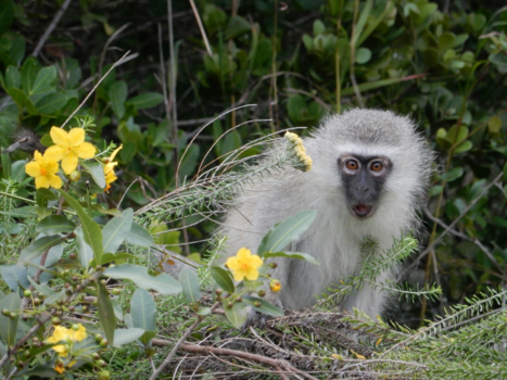 Rondreis Zuid-Afrika in drie weken - Hide and seek