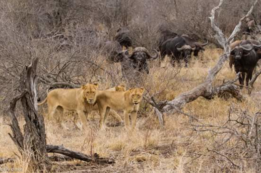 Rondreis Zuid-Afrika in drie weken - Clash tussen 11 leeuwen en 150 buffels in het krugerpark