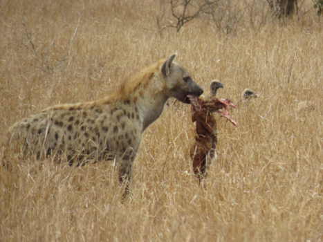 Krugerpark - Hungry Hyena